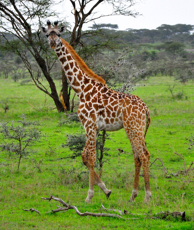 Melanie Heinrich Travel Images Africa